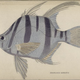 Illustration for article titled Natural History of Fishes of the Perch Family